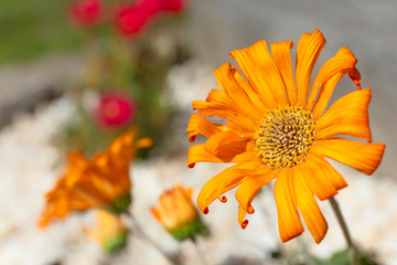 Margarita amarilla naranja en un jardin con el fondo desenfocado