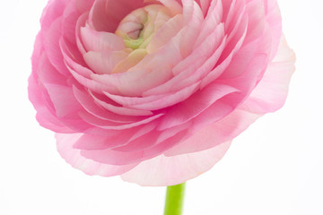 The Buttercup flower is bright in color, similar to the thousand-petal petals of lotus