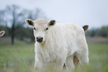 Charolais calf close up on beef cow farm, looking ta camera from pasture grass.