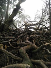 Tree has made beautiful art with its root with the background of fog