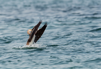 Fototapeta premium Socotra cormorant raisning its wings