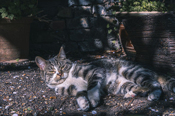 Naklejka na ściany i meble Beautiful bengal and siberian breed female cat laying on the floor in the garden