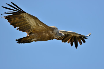 Fototapeta premium buitre leonado volando con un cielo azul 