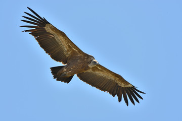 Fototapeta premium buitre leonado volando con un cielo azul (gyps fulvus) Casares Andalucía España 