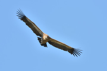 buitre leonado volando con un cielo azul (gyps fulvus) Casares Andalucía España 