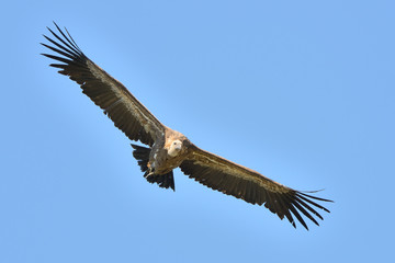 buitre leonado volando con un cielo azul (gyps fulvus) Casares Andalucía España 