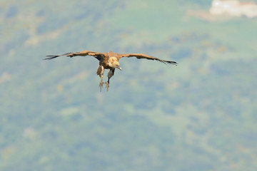 buitre leonado volando con un cielo azul (gyps fulvus) Casares Andalucía España 
