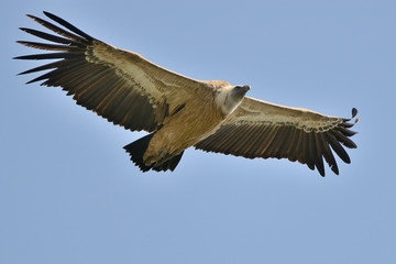 buitre leonado volando con un cielo azul (gyps fulvus) Casares Andalucía España 