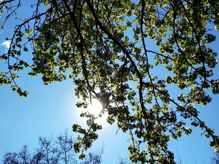 tree branches against blue sky