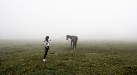 Fototapeta premium Beautiful horse on the lawn in the fog, Crimea-AI Petri