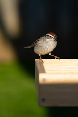 Chipping Sparrow