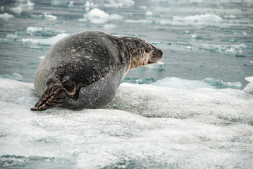Seal 