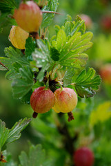 Obraz premium gooseberries