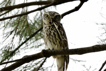 mochuelo europeo descansando en la rama de un árbol  (Athene noctua) Marbella Andalucía España