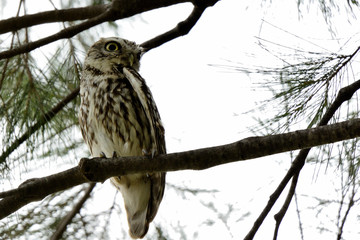 mochuelo posando en la rama de un árbol  (Athene noctua) Marbella Andalucía España