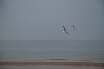 seagulls on the beach