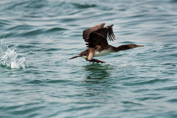 Flying Socotra cormorant