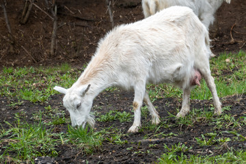 A dairy goat with a full udder grazes the grass in a sparse pasture. Selective focus.