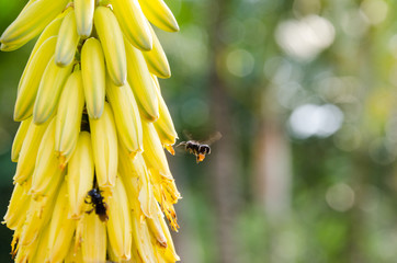 Close-up photography of a no sting bee pollinating an aloe yellow flower