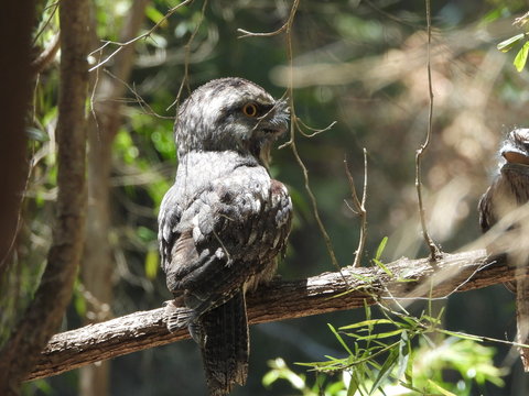 Baby tawny frogmouth