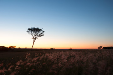 Underexposed sunset gradient sky from dark blue to orange with some tree silhouette