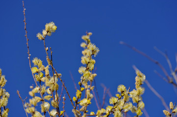 Fototapeta premium Tree branches in the wind