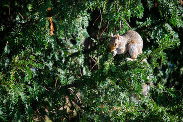 squirrel in a tree