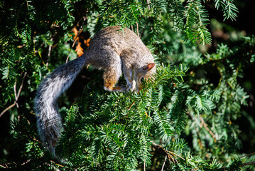 Obraz premium squirrel on a tree