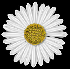 closeup of a daisy flower, blossom, petals as an vectorial illustration
