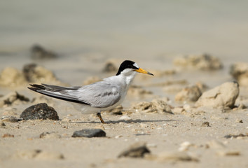 Saunder’s tern perched on the sand