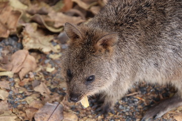 Quokka on Rottnest island