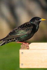 Starling