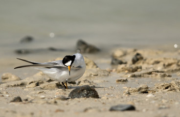 Saunder’s tern preening