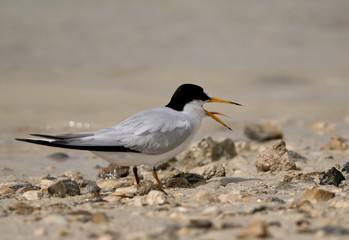 Saunder’s tern calling