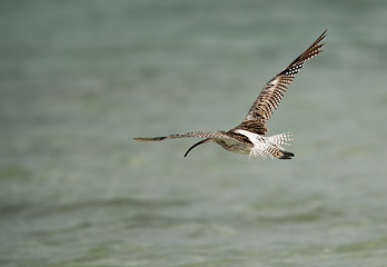 Fototapeta na wymiar Eurasian curlew flying away