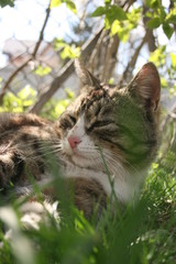 a cute little cat in the spring warm garden