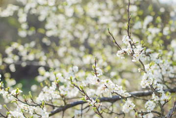 Blossoming spring trees, bright and airy nature photography, delicate bokeh