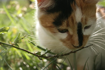 a cute little cat in the spring warm garden