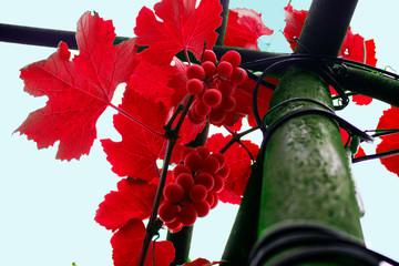 Uvas de Hades