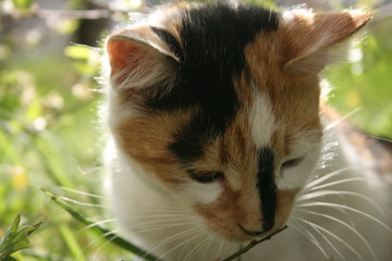 a cute little cat in the spring warm garden
