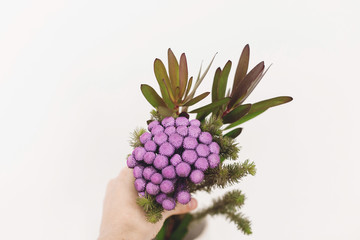 Hand holding Brunia plant on white background with copy space. Unusual creative flower. Home decor. Florist holding painted brunia flowers in purple color