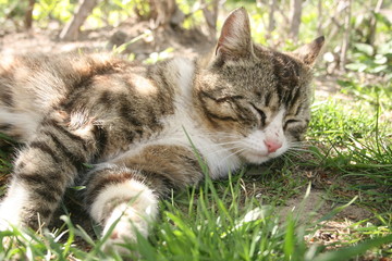 Naklejka na ściany i meble a cute little cat in the spring warm garden