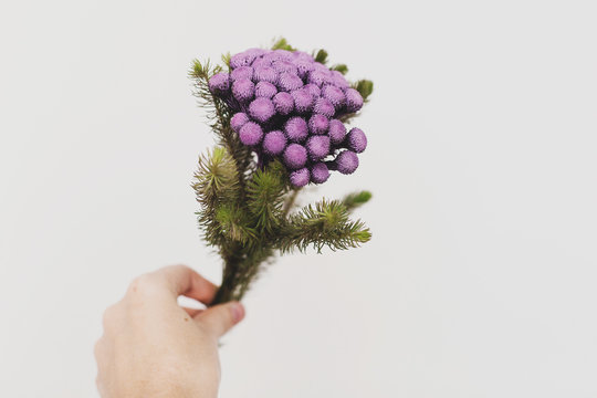 Hand holding Brunia plant on white background with copy space. Unusual creative flower. Home decor. Florist holding painted brunia flowers in purple color