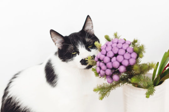 Cute cat smelling Brunia plant on white background with copy space. Unusual creative flower. Home pet and decor. Curios black and white kitty sniffing painted brunia flowers in purple color