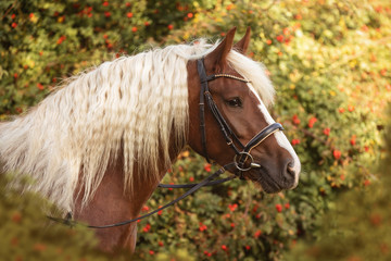 Schwarzwälder Seitliches Portait