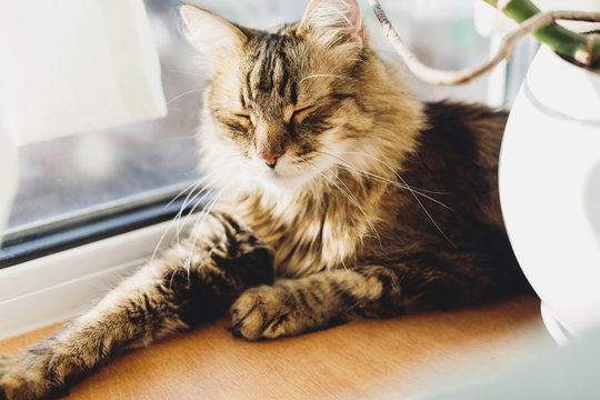 Cute tabby cat lying on wooden window sill in warm sunny light and relaxing. Adorable Main coon sleeping, cozy image. Isolation at home during coronavirus pandemic concept