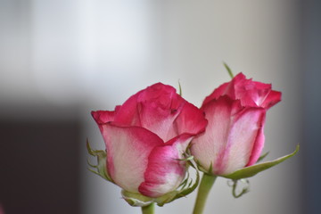 Two pink roses