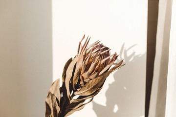 Getrocknete Protea im Sonnenlicht mit Schatten. Trockene Protea-Blume in sonnigem, warmem Licht auf weißem Hintergrund mit Kopierraum. Kreatives Bild. Stilvolles Designelement © sonyachny