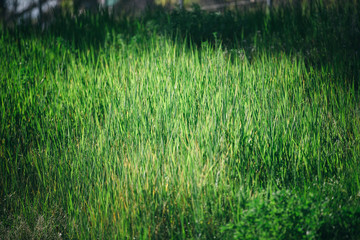 Background of green grass. Close-up.