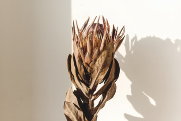 Dry protea flower in sunny warm light on white background with copy space. Creative image. Dried protea in sunlight with shadow. Stylish  design element